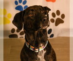 Small #5 Labrador Retriever-Plott Hound Mix