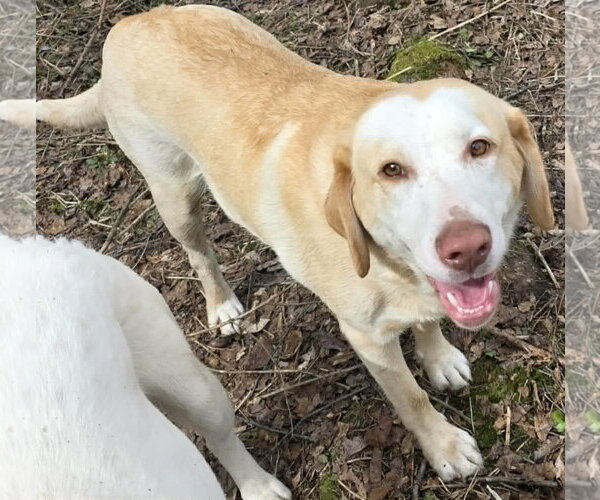 Medium Photo #1 Australian Shepherd-Unknown Mix Puppy For Sale in Cuba, NY, USA