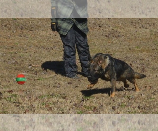 Medium Photo #1 German Shepherd Dog Puppy For Sale in POWDER SPRINGS, GA, USA