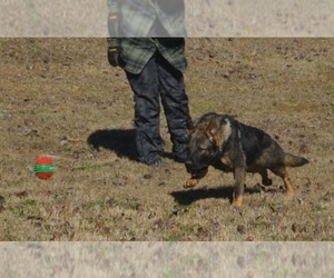 Father of the German Shepherd Dog puppies born on 03/15/2026