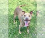 Small #1 Staffordshire Bull Terrier Mix
