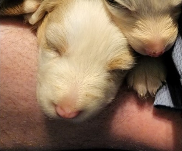 Medium Photo #3 Australian Shepherd Puppy For Sale in FLORESVILLE, TX, USA