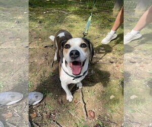 Beagle-Unknown Mix Dogs for adoption in Derwood, MD, USA
