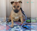 Pickles - Female Staffordshire Bull Terrier Dog for Adoption - Small photo