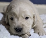 Small #5 Golden Retriever