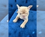 Small Photo #3 English Bulldog Puppy For Sale in LONG BEACH, CA, USA