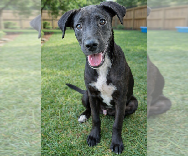 Medium Photo #2 Labrador Retriever-Unknown Mix Puppy For Sale in Grovertown, IN, USA