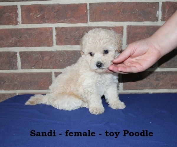 Medium Photo #4 Poodle (Toy) Puppy For Sale in CLARKRANGE, TN, USA