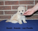 Small #3 Poodle (Toy)