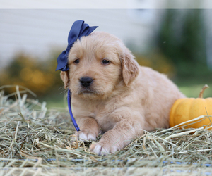 Golden Retriever Puppy for sale in LIBERTY, KY, USA