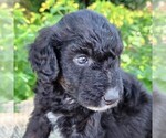 Small #3 F2 Aussiedoodle