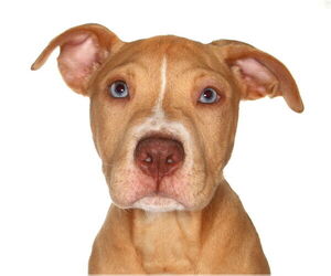 Labrador Retriever-Unknown Mix Dogs for adoption in Oakland Park, FL, USA