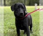 Small #3 Labrador Retriever Mix
