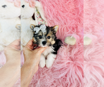 Small #14 Yorkshire Terrier