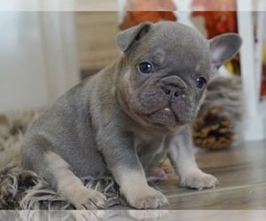 French Bulldog Puppy for sale in NEW YORK, NY, USA