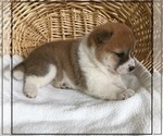 Small Photo #4 Shiba Inu Puppy For Sale in FULTON, MO, USA