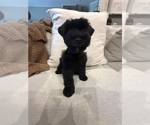 Schnauzer (Miniature) Puppy for sale in MONTGOMERY, TX, USA
