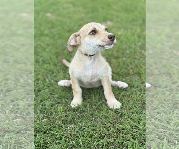 Medium Photo #4 Dachshund-Unknown Mix Puppy For Sale in PIPE CREEK, TX, USA