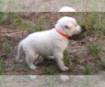 Puppy Tucker Anatolian Shepherd-Labrador Retriever Mix