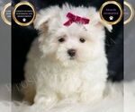 Puppy Mizzie Maltese
