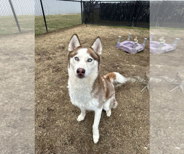Medium Photo #2 Siberian Husky Puppy For Sale in Evansville, IN, USA