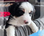 Small #2 Australian Shepherd-Bernedoodle Mix