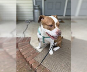 Bambee - Female American Pit Bull Terrier-Unknown Mix Dog for Adoption - Photo #4