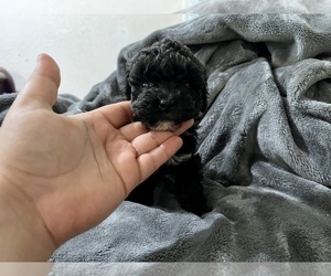 Poodle (Toy) Puppy for sale in HAYWARD, CA, USA