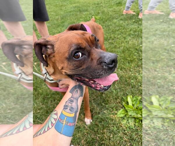 Medium Photo #2 Boxer Puppy For Sale in Rootstown, OH, USA