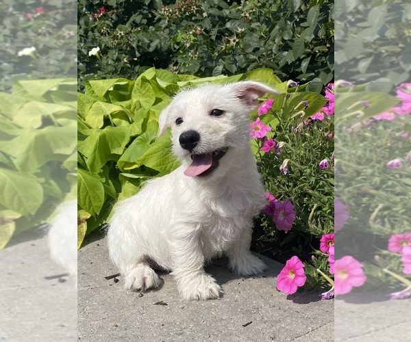 Medium Photo #3 West Highland White Terrier Puppy For Sale in CANOGA, NY, USA