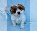 Small Photo #2 Cavalier King Charles Spaniel Puppy For Sale in FAIR HAVEN, MI, USA
