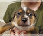 Puppy 4 Australian Shepherd-English Coonhound Mix