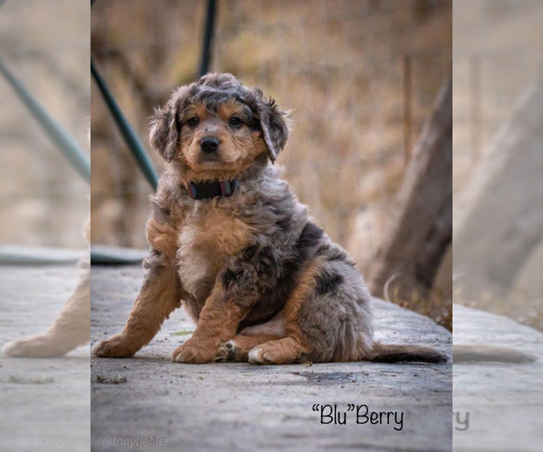 Medium Photo #1 Aussiedoodle Puppy For Sale in GRANTS PASS, OR, USA