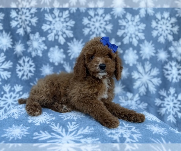 Medium Photo #8 Cock-A-Poo Puppy For Sale in LAKELAND, FL, USA