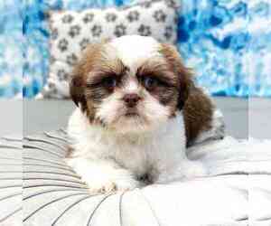 Shih Tzu Puppy for sale in MARIETTA, GA, USA