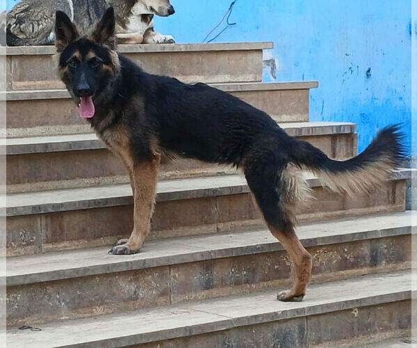 Medium Photo #4 German Shepherd Dog Puppy For Sale in NYC, NY, USA