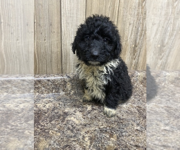 Medium Photo #4 Aussiedoodle Puppy For Sale in MYRTLE, MO, USA