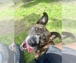 Small #20 American Staffordshire Terrier-Boxer Mix
