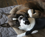 Small Photo #6 Boston Terrier Puppy For Sale in ELLENSBURG, WA, USA