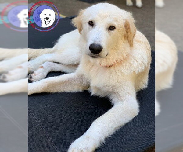 Medium Photo #5 Great Pyrenees Puppy For Sale in Spring, TX, USA
