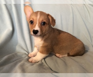 Pembroke Welsh Corgi Puppy for sale in RAMONA, OK, USA