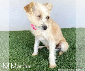Mutt Dogs for adoption in San Diego, CA, USA