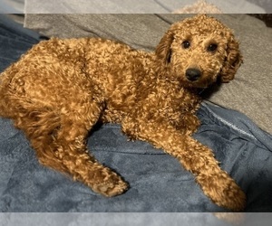 Goldendoodle (Miniature) Puppy for sale in PLATTE CITY, MO, USA