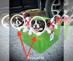 Small Photo #2 English Bulldog Puppy For Sale in OKLAHOMA CITY, OK, USA