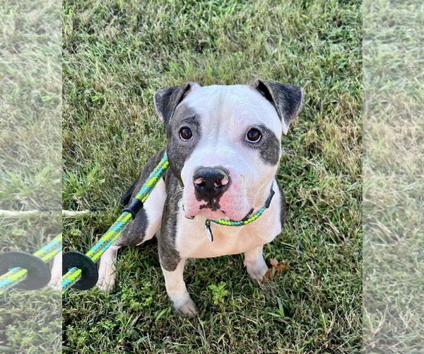 Medium Photo #3 American Pit Bull Terrier Puppy For Sale in Rockville, MD, USA