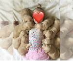 Small Photo #1 Goldendoodle Puppy For Sale in ROCKWALL, TX, USA