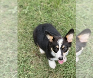 Pembroke Welsh Corgi Puppy for Sale in COMANCHE, Texas USA