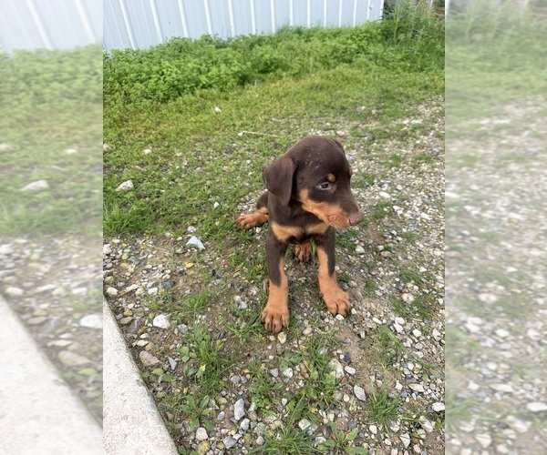 Medium Photo #6 Doberman Pinscher Puppy For Sale in MONTPELIER, OH, USA