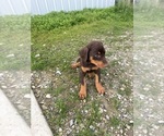 Small #5 Doberman Pinscher