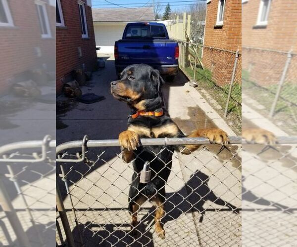 Medium Photo #4 Rottweiler Puppy For Sale in DETROIT, MI, USA